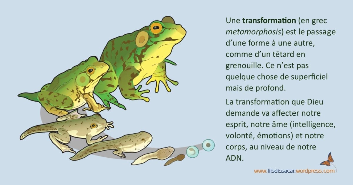 découvrez l'identité fascinante de la grenouille, amphibien aux caractéristiques uniques. explorez ses habitats, ses comportements et son rôle dans l'écosystème, tout en apprenant sur la diversité des espèces et leur importance dans la biodiversité.