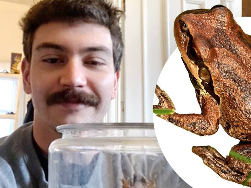 découvrez l'univers fascinant de la grenouille, de son cycle de vie à ses habitats divers, en passant par son rôle essentiel dans l'écosystème. explorez les caractéristiques uniques qui font de cet amphibien un témoin de la biodiversité.