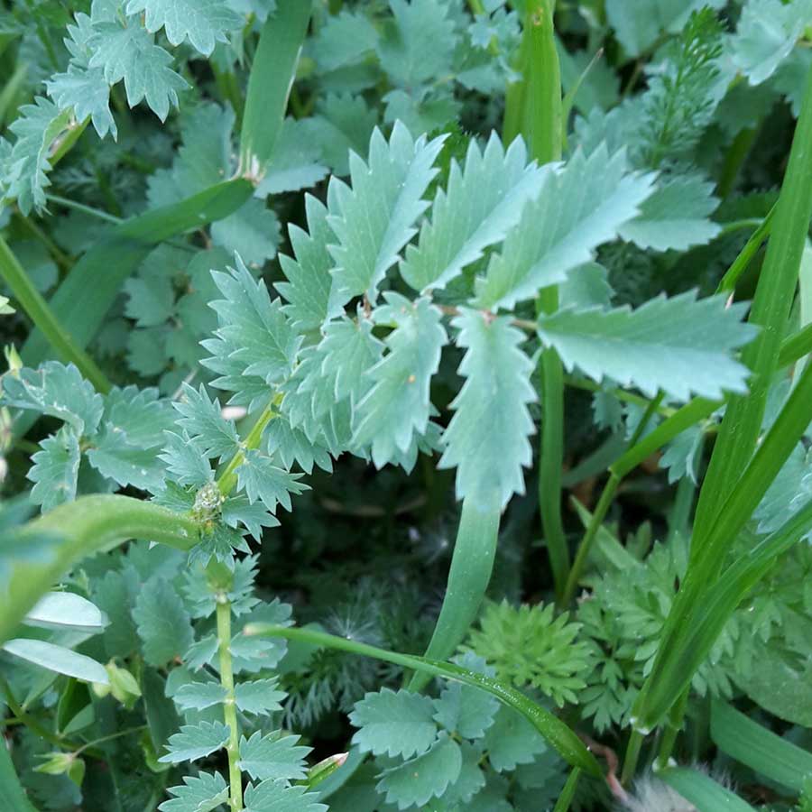 découvrez l'univers poétique de pimprenelle, une fleur délicate et pleine de charme. plongez dans ses bienfaits et son histoire fascinante, pour égayer vos journées et embellir votre jardin.