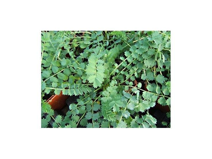 découvrez le monde enchanteur de pimprenelle, un personnage inspirant qui éveille l'imagination. plongez dans ses aventures captivantes et laissez-vous emporter par son univers coloré et plein de magie.