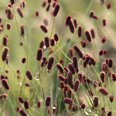 découvrez pimprenelle, une charmante petite fleur aux délicates pétales, symbole de tendresse et de beauté. plongez dans l'univers enchanteur de cette plante et apprenez-en plus sur ses propriétés, son entretien et son histoire fascinante.