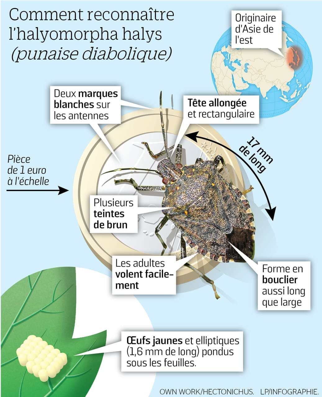 découvrez comment identifier et lutter contre la punaise marron dans votre maison. apprenez des conseils pratiques pour prévenir leur invasion et protéger votre intérieur.
