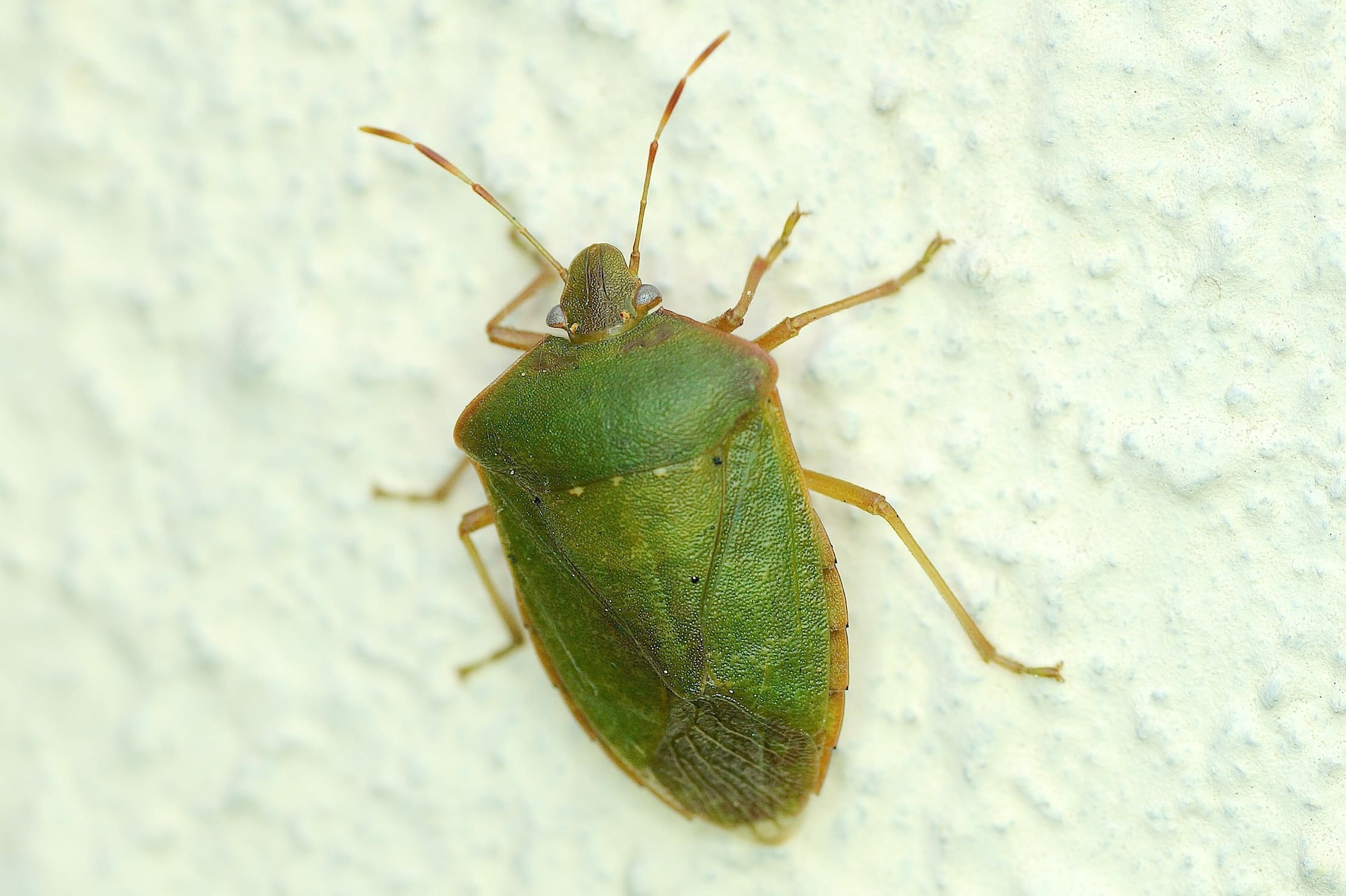 découvrez comment identifier et éliminer les punaises marron dans votre maison. protégez votre intérieur des infestations avec nos conseils pratiques et astuces efficaces.