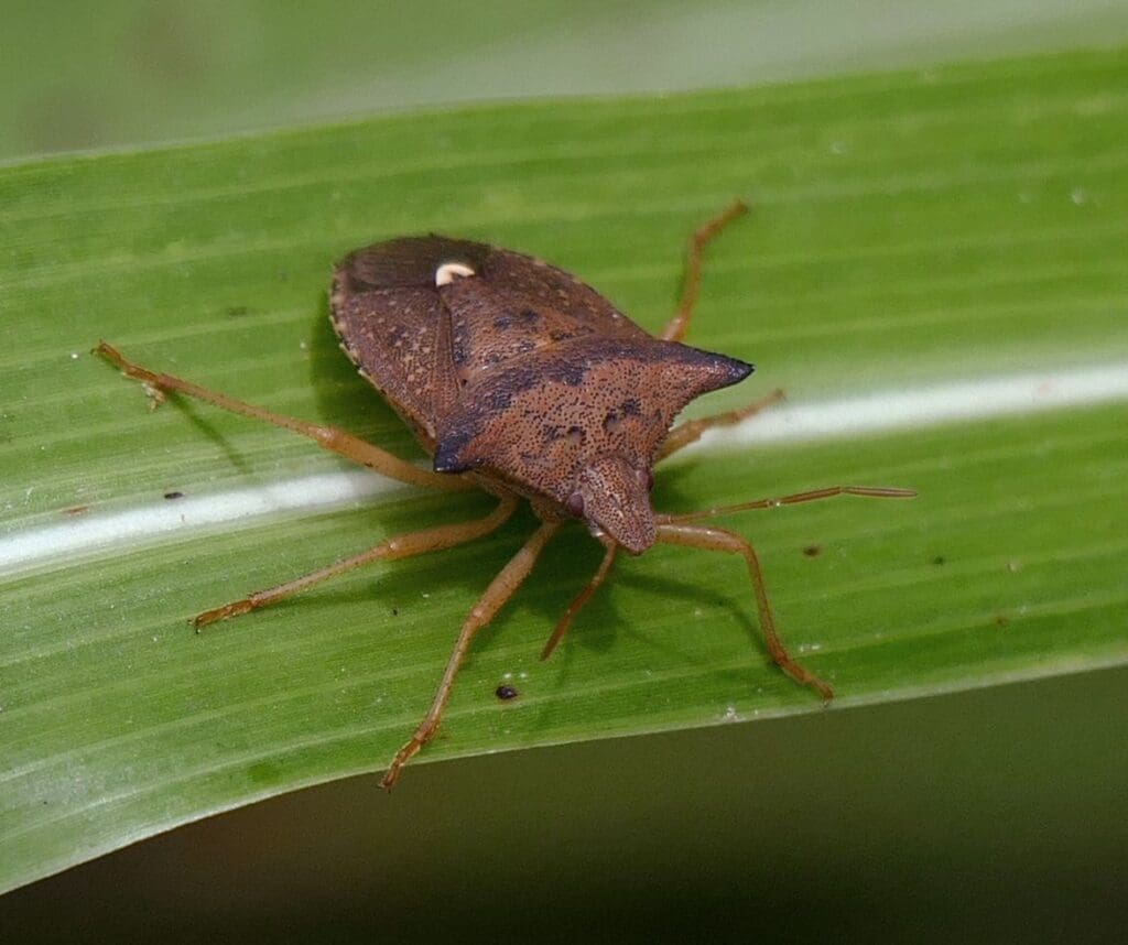 découvrez tout ce qu'il faut savoir sur la punaise marron, un nuisible courant dans nos maisons. apprenez à identifier, prévenir et éliminer cette insecte pour préserver votre intérieur. des conseils pratiques pour une maison saine et sans nuisibles.