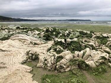 découvrez la vie et l'héritage de rosie roche à travers son parcours, ses contributions et son impact, suite à son décès. un hommage sincère à une personnalité inoubliable.