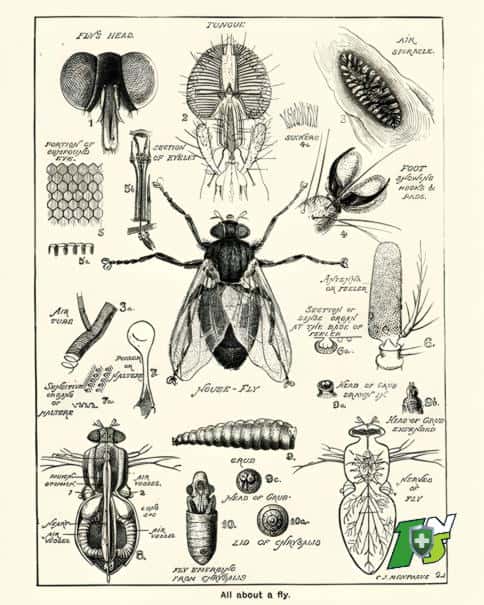 découvrez des méthodes efficaces pour éliminer les moucherons de votre intérieur. apprenez des astuces naturelles et des solutions simples pour vous débarrasser de ces nuisibles et profiter d'un environnement sain et agréable.