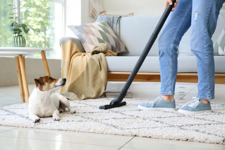 découvrez les meilleures méthodes pour enlever efficacement les poils de chien de votre maison et de vos vêtements. des astuces pratiques aux outils indispensables, apprenez à garder votre espace propre et agréable, tout en prenant soin de votre fidèle compagnon.
