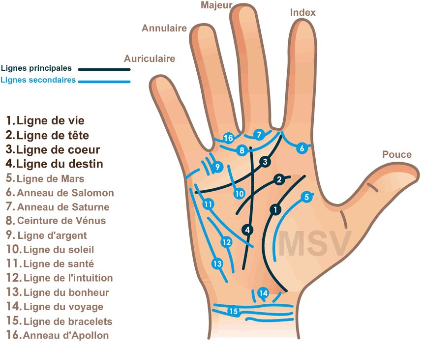 découvrez l'art fascinant de la chiromancie avec notre guide sur la ligne de la main. apprenez à interpréter les formes, les profondeurs et les relations des lignes pour mieux comprendre votre personnalité, votre passé et vos perspectives d'avenir.