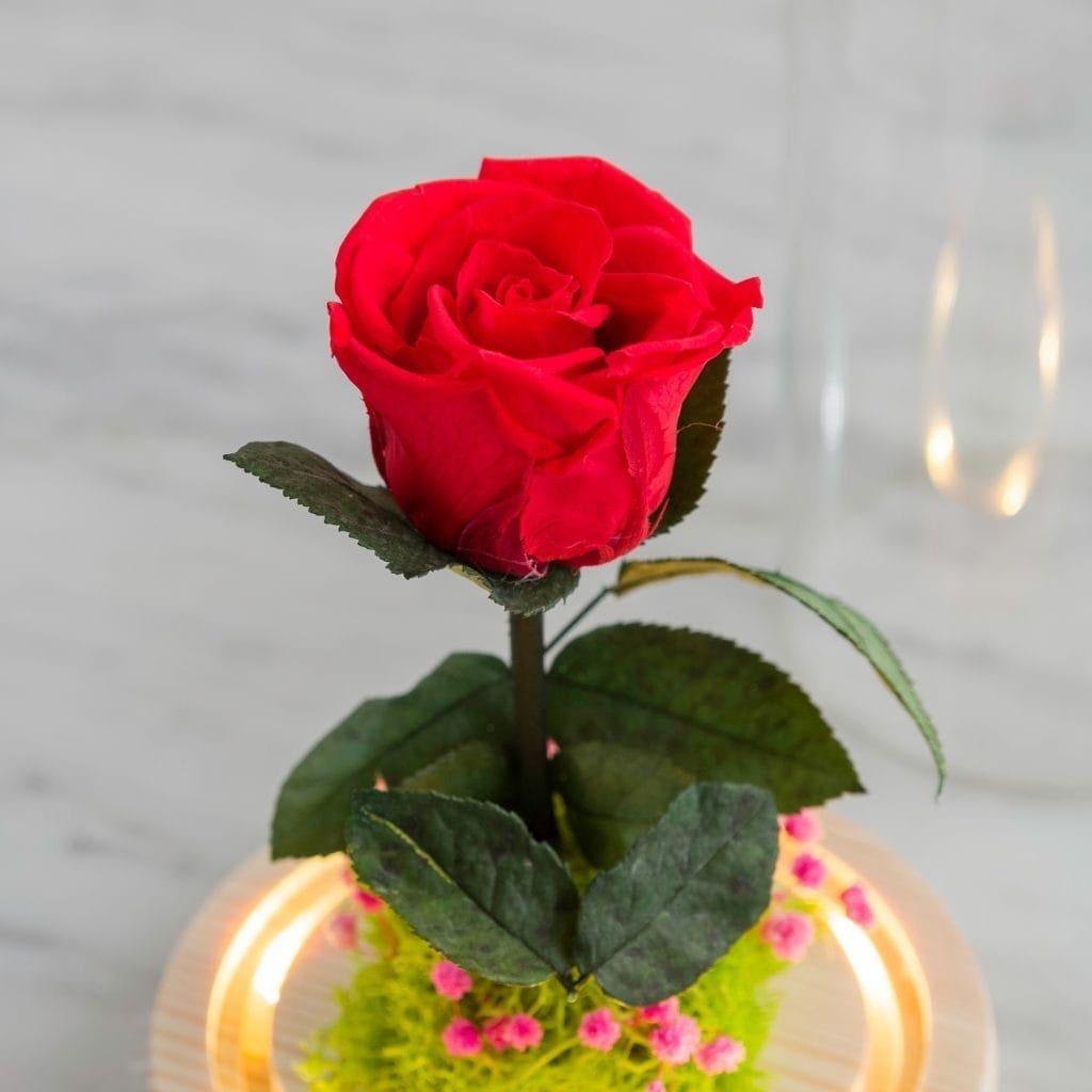 découvrez la symbolique fascinante des roses et leurs significations à travers les couleurs. explorez comment chaque teinte transmet des émotions uniques et enrichissez vos connaissances sur cette fleur emblématique.