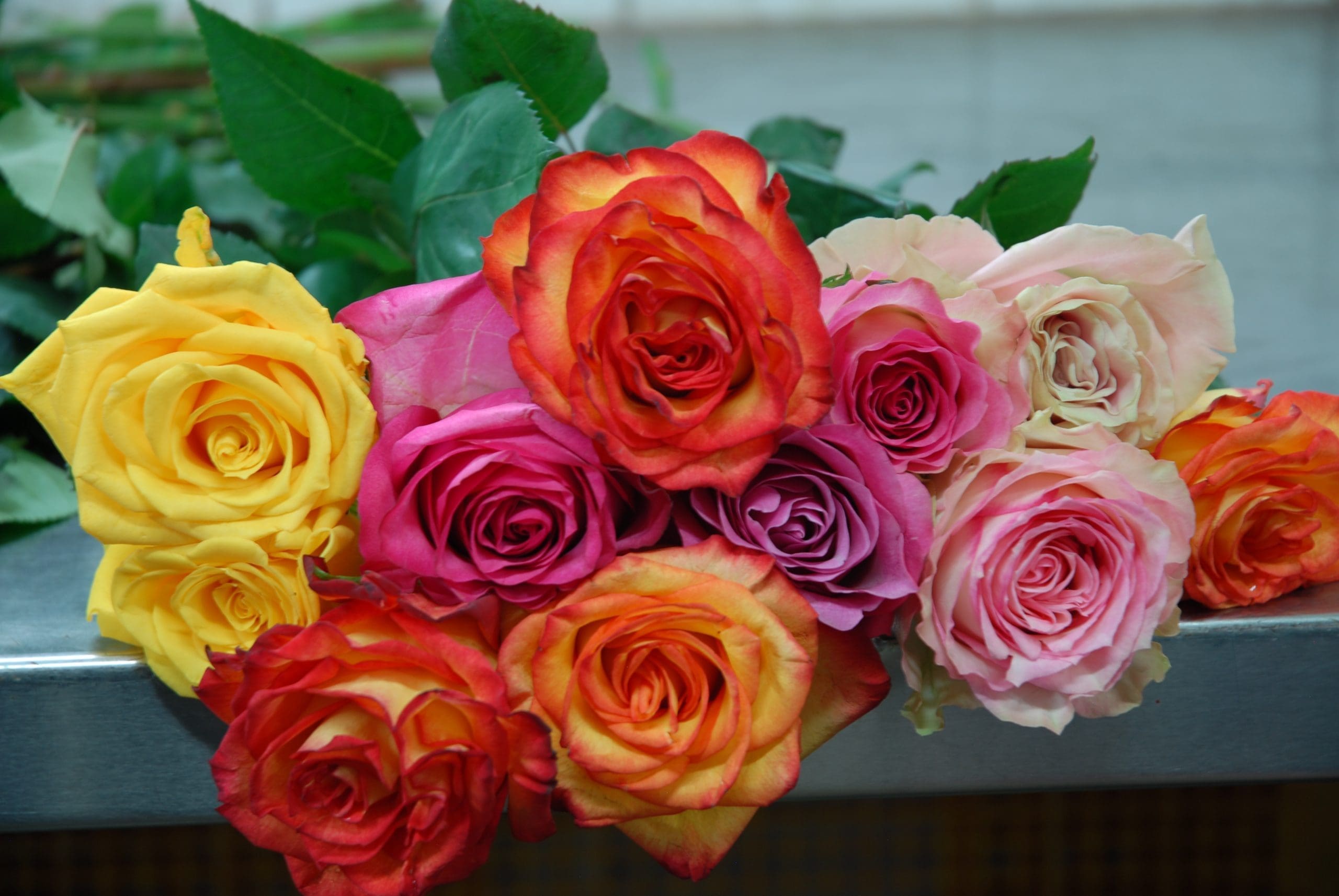 découvrez la signification profonde des roses, ces fleurs emblématiques qui véhiculent des émotions et des messages variés. explorez les différentes couleurs et leurs symboliques pour en savoir plus sur l'amour, l'amitié et la passion.