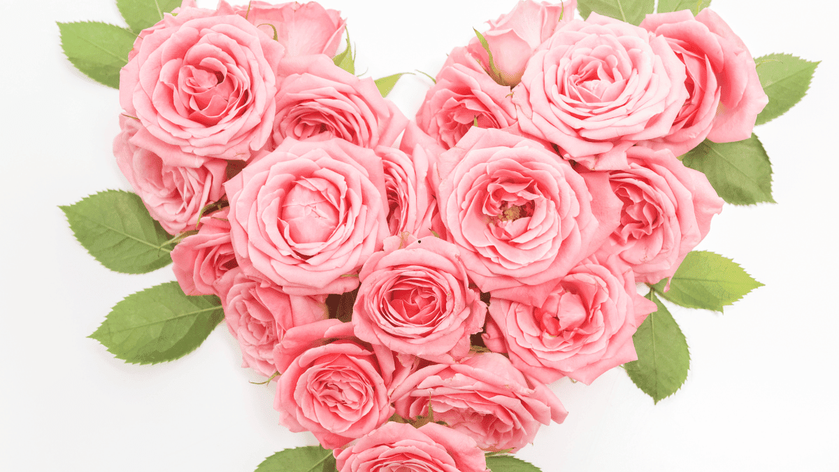 découvrez les différentes significations des roses, symbole d'amour et d'émotions. apprenez comment chaque couleur transmet un message unique et comment choisir la rose parfaite pour chaque occasion.