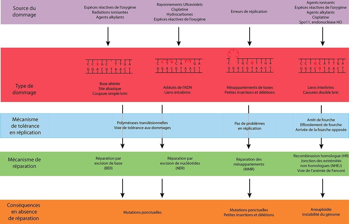 découvrez comment l'adn influence les mécanismes d'hibernation et son rôle potentiel dans la compréhension des maladies. plongez dans les recherches récentes sur les adaptations génétiques et leurs implications pour la santé humaine.