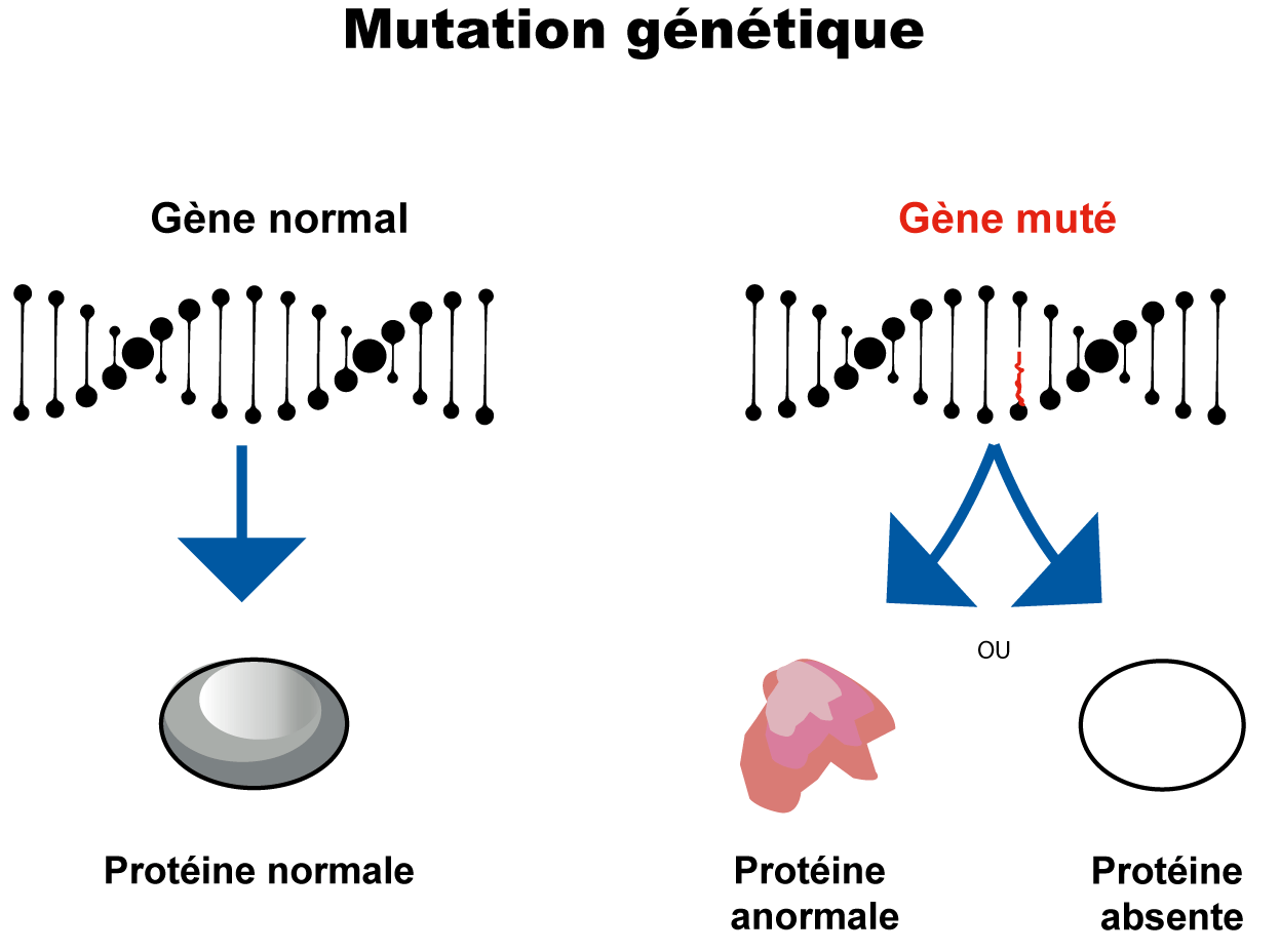 découvrez comment l'adn influence les mécanismes de l'hibernation et son impact sur certaines maladies. explorez les liens entre ces phénomènes biologiques et leur potentiel pour la recherche médicale.