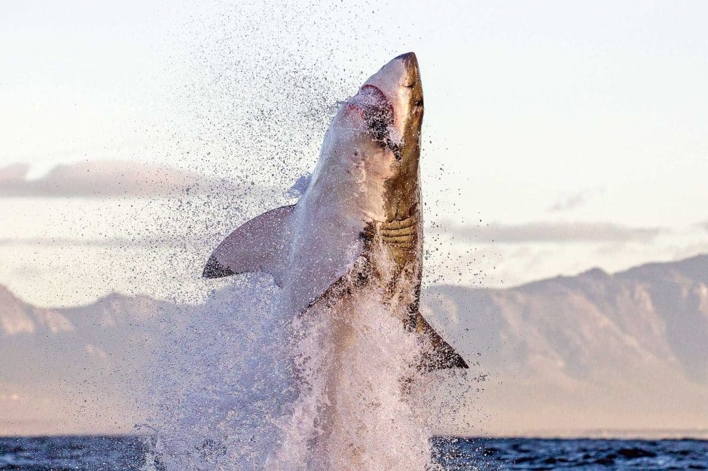 découvrez tout sur les attaques de requins : causes, prévention, conseils de sécurité et faits marquants pour mieux comprendre ces incidents rares et apprendre à se protéger lors de vos activités en mer.