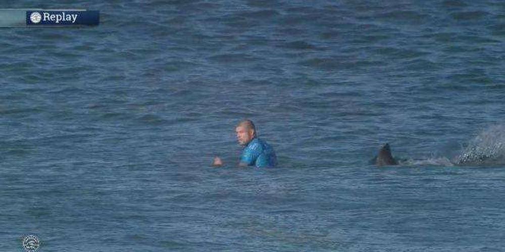 découvrez tout sur les attaques de requin : causes, prévention, statistiques et conseils pour assurer votre sécurité en mer. restez informé et protégé lors de vos baignades.