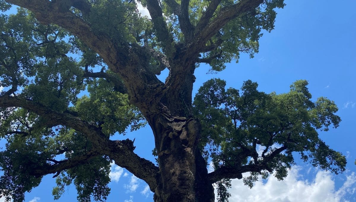 découvrez l'histoire fascinante et les secrets du chêne légendaire, symbole de force et de longévité. apprenez-en plus sur ce géant de la nature au cœur de nombreuses légendes françaises.