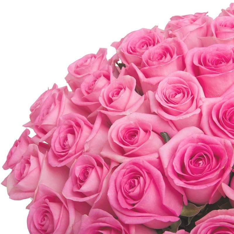 découvrez la signification et la symbolique des différentes couleurs de roses. apprenez à choisir la rose parfaite pour chaque occasion grâce à notre guide complet sur les nuances et leur impact émotionnel.