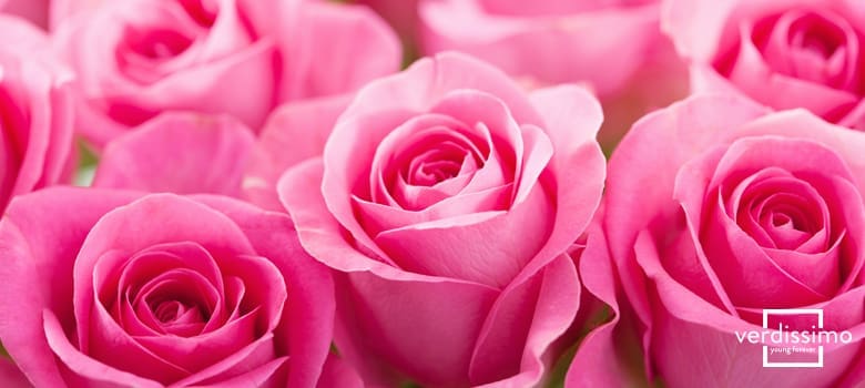 découvrez la signification des couleurs des roses, leurs messages cachés et comment choisir la bonne rose pour chaque occasion. offrez des fleurs porteuses de symboles et d'émotions !