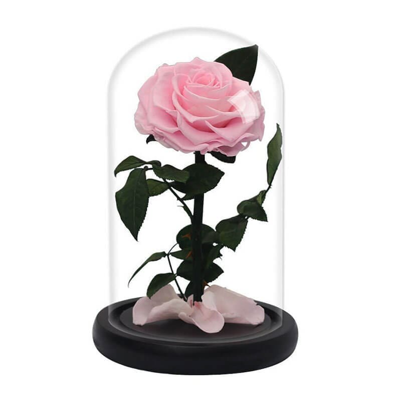 découvrez la signification des différentes couleurs de roses et leur symbolique pour exprimer vos émotions et messages avec justesse lors de chaque occasion.