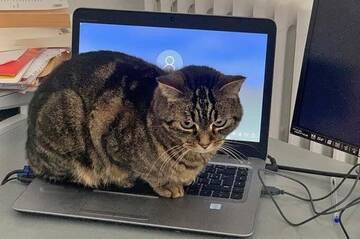 découvrez comment les chats microscopiques inspirent l'informatique moderne : explorez le lien fascinant entre science, intelligence artificielle et innovations technologiques.