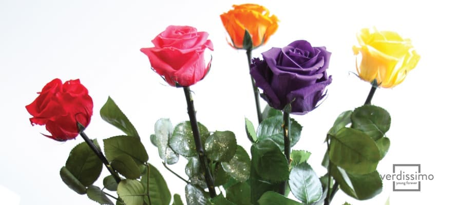 découvrez la signification et la symbolique des différentes couleurs de roses. apprenez à choisir la rose idéale selon le message à transmettre et l’occasion à célébrer.