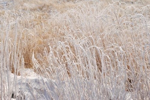 découvrez les graminées d'hiver : des plantes résistantes et décoratives pour apporter structure et élégance à votre jardin même pendant la saison froide. idéales pour un extérieur original toute l'année.