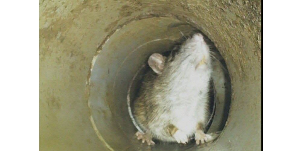 découvrez comment les rongeurs communiquent en milieu urbain : signaux, sons et comportements pour mieux comprendre le langage des rongeurs en métropole.