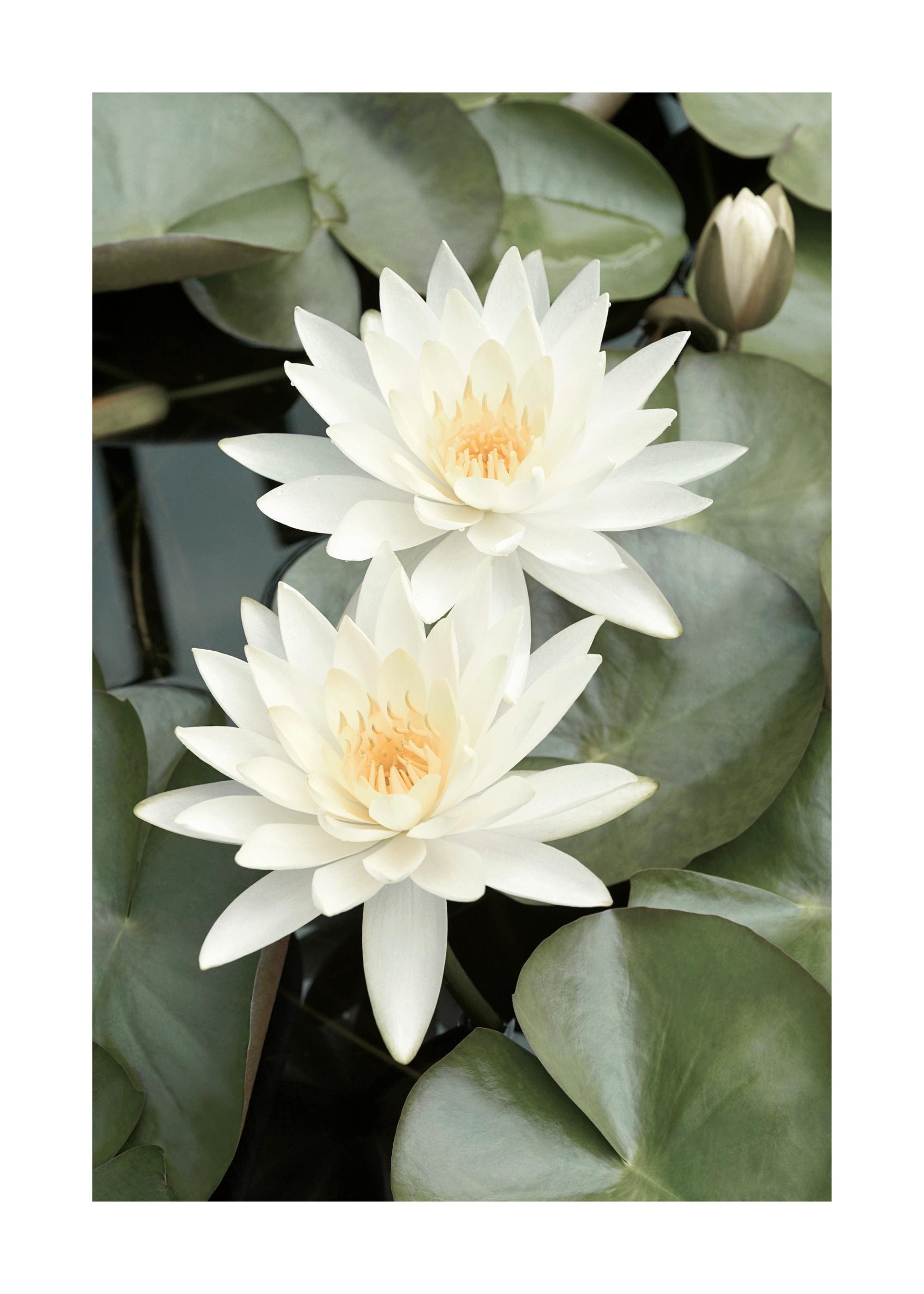 découvrez tout sur le lotus : une plante symbole de pureté et de sérénité, prisée pour sa beauté, ses bienfaits et ses usages en décoration, alimentation et médecine traditionnelle.