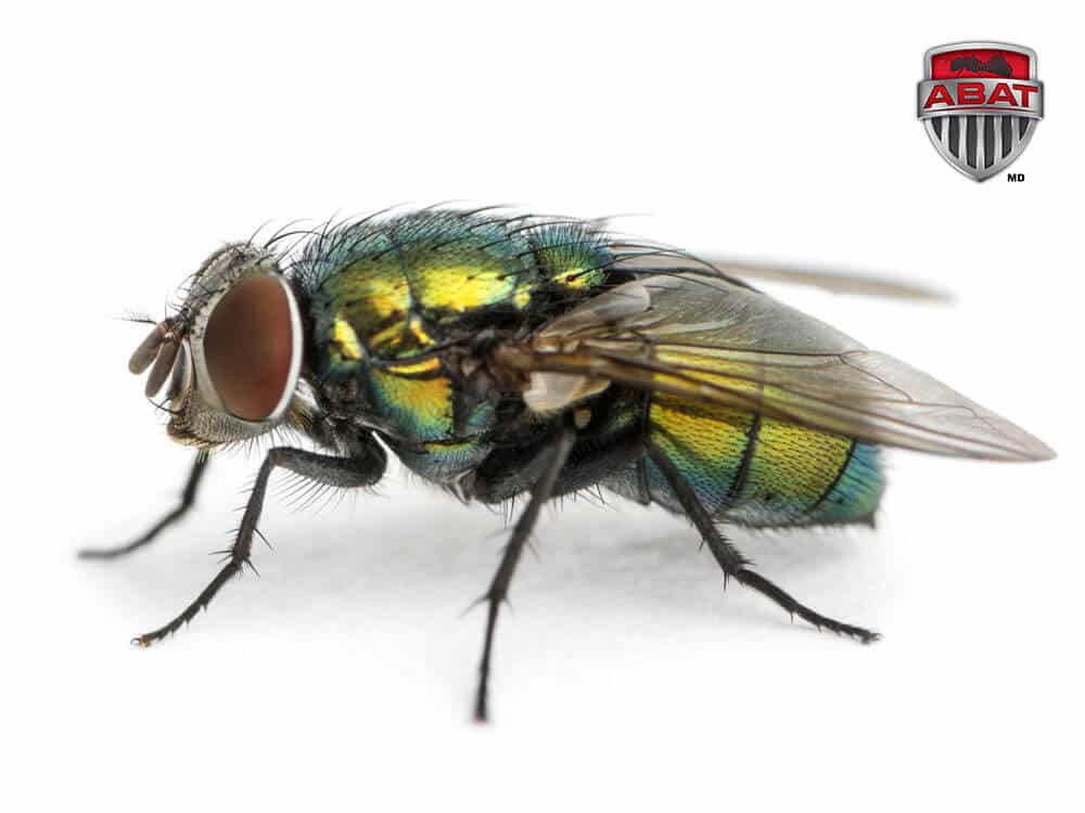 découvrez comment lutter efficacement contre les mouches chez soi grâce à des astuces simples et naturelles pour préserver votre maison propre et saine au quotidien.