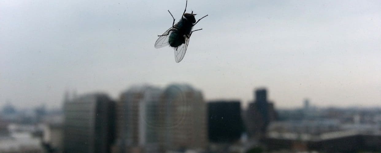 découvrez comment éliminer efficacement les mouches chez soi grâce à des astuces simples, naturelles et des conseils pratiques pour garder votre maison propre et saine.