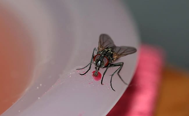 découvrez comment éliminer efficacement les mouches chez vous, prévenir leur apparition et garder votre intérieur sain grâce à nos astuces simples et naturelles.