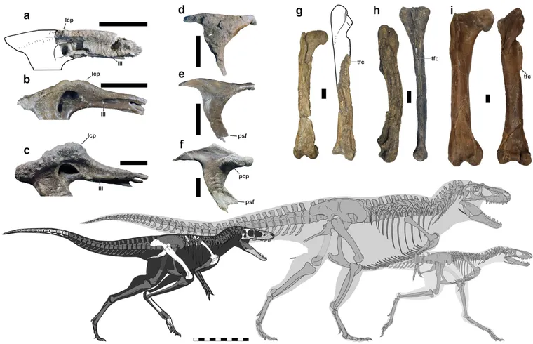 découvrez les fascinantes origines du t. rex : des recherches récentes lèvent le voile sur l'évolution et les ancêtres de ce célèbre dinosaure prédateur.