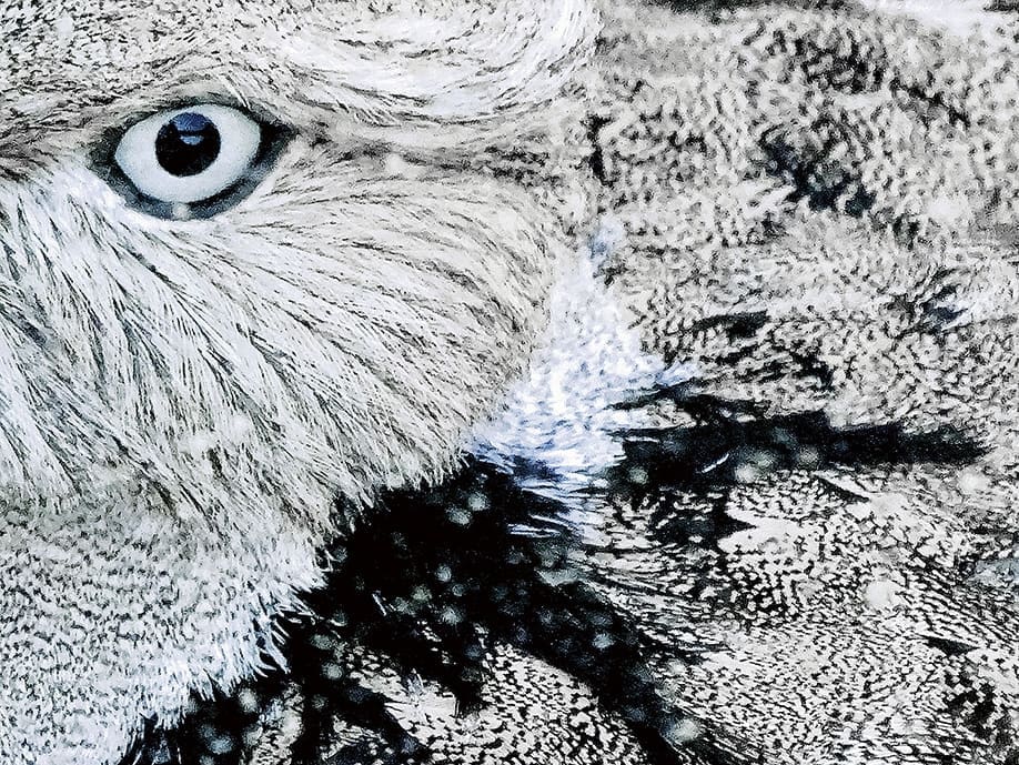 découvrez les révélations de l'oiseau : une histoire captivante pleine de secrets, de mystères dévoilés et de messages porteurs d'espoir. plongez dans un récit inspirant où la voix de l'oiseau change le destin.