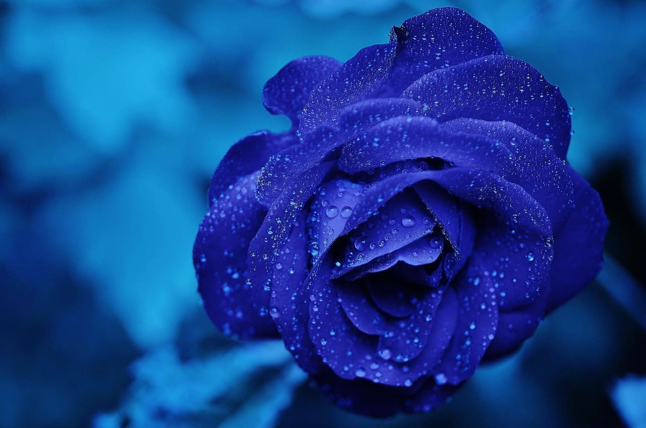 découvrez la signification et le symbolisme des roses bleues : mystère, rêve, amour impossible et rareté, explorez ce que représentent ces fleurs uniques dans le langage des fleurs.