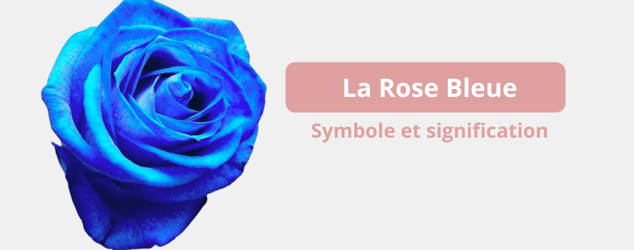 découvrez la signification des roses bleues, leur symbolisme unique et les messages mystérieux qu'elles transmettent dans le langage des fleurs.