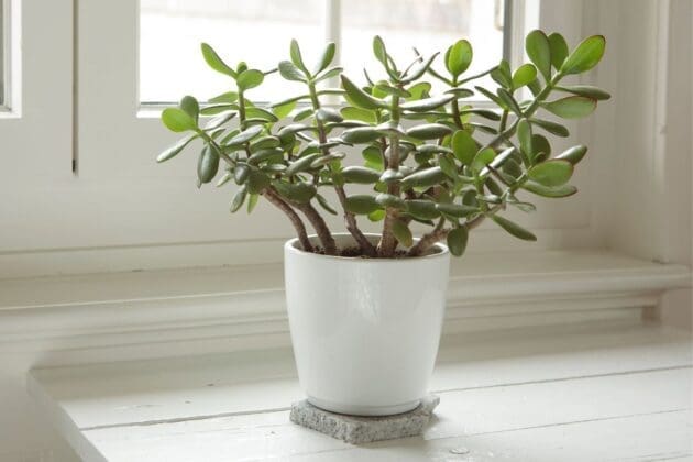 découvrez la signification de l'arbre de jade, symbole de prospérité, chance et énergie positive, et apprenez comment cette plante peut apporter harmonie et réussite dans votre vie.