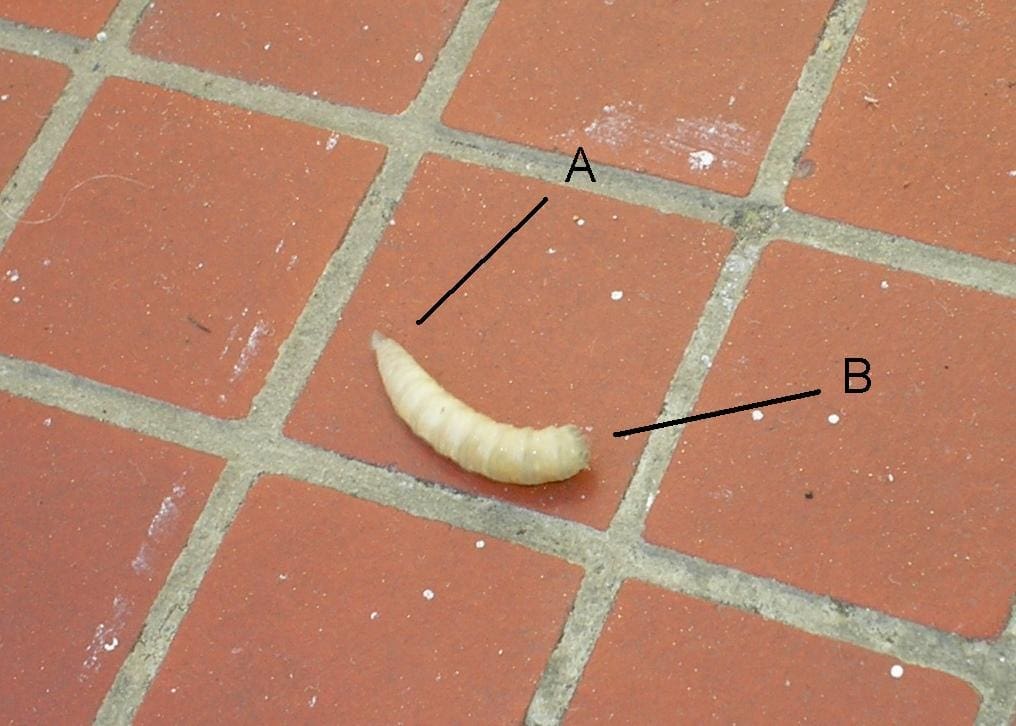 découvrez comment élever facilement des asticots à la maison pour la pêche ou le compost, avec des conseils pratiques et des astuces pour réussir votre élevage.