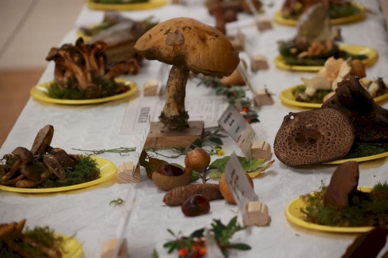 partez à la découverte des champignons autour de montceau ! conseils, itinéraires et astuces pour une chasse aux champignons réussie en bourgogne. profitez de la saison et trouvez les meilleurs coins près de chez vous.