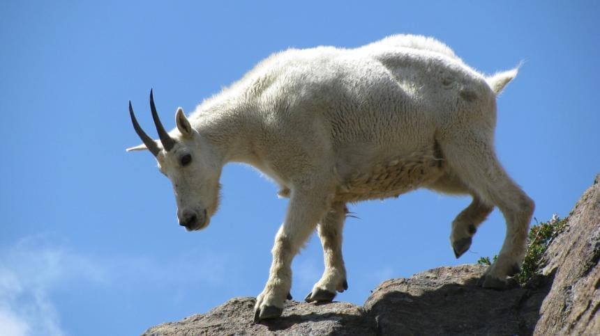 découvrez tout sur le terme 'goat', son origine, sa signification dans différents contextes (animal, sport, culture populaire) et pourquoi il est devenu si populaire aujourd'hui.