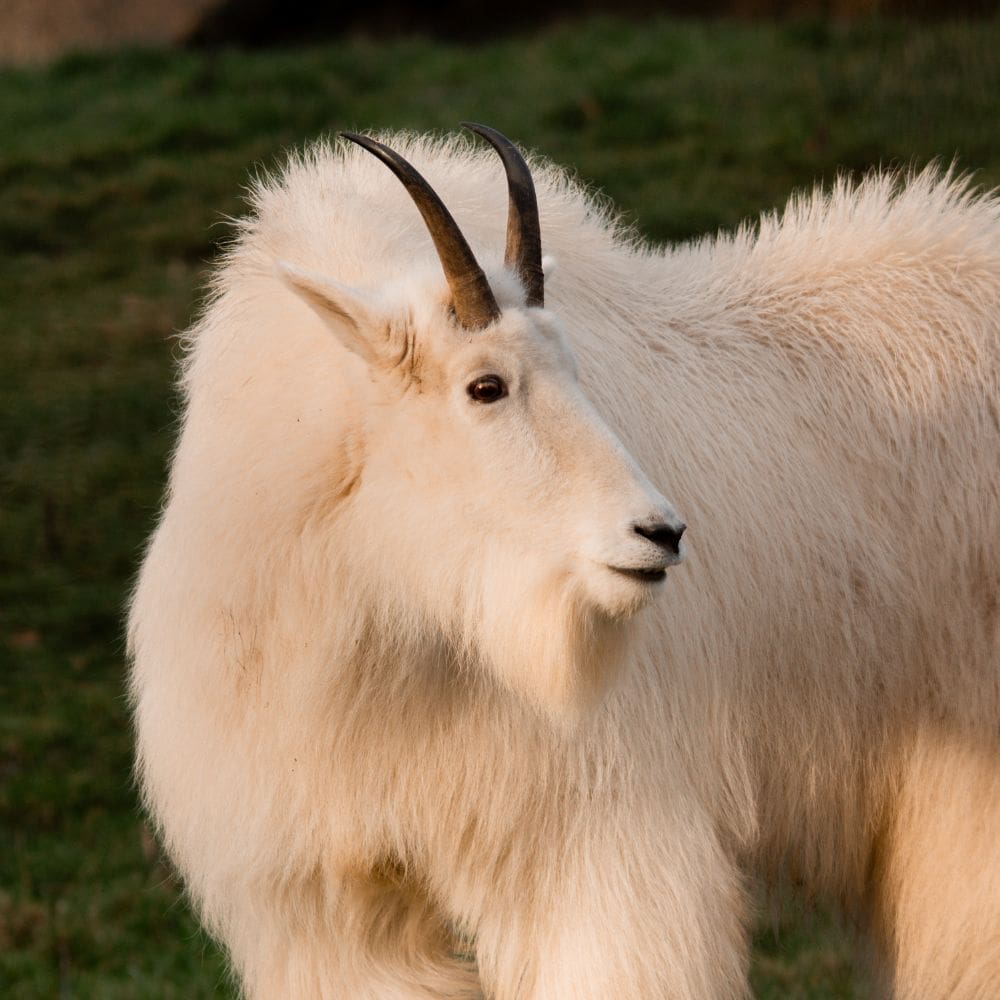 découvrez tout sur les chèvres (goats) : caractéristiques, races, élevage, alimentation et conseils pratiques pour bien s'occuper de ces animaux fascinants !