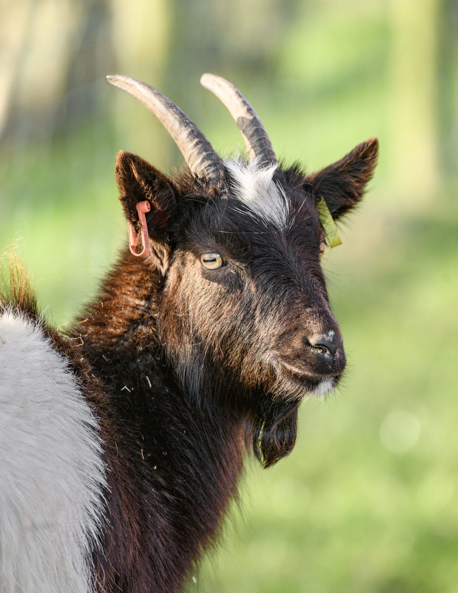découvrez tout sur la chèvre (goat) : son rôle en élevage, ses bienfaits, comment l’élever et les produits qu’elle offre. conseils pratiques et informations essentielles.