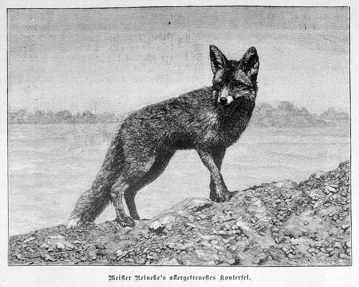 découvrez comment le loup éthiopien, une espèce rare et menacée, joue un rôle héroïque dans la préservation des pollinisateurs et la biodiversité de son écosystème.