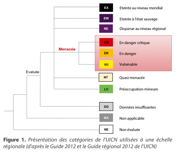 découvrez comment le loup éthiopien devient un héros méconnu pour la pollinisation, en jouant un rôle clé dans la préservation de la biodiversité et des écosystèmes de son habitat naturel.