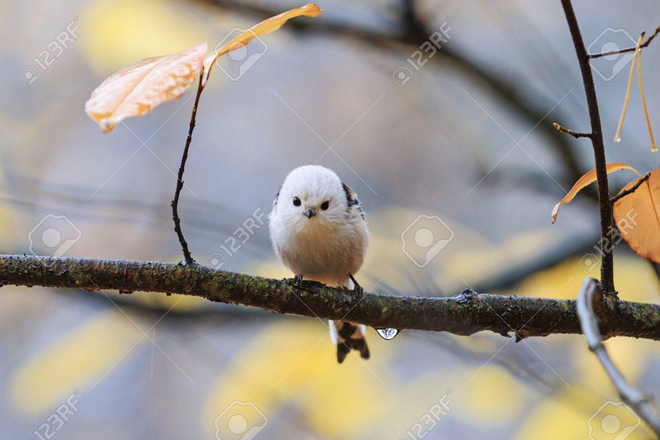 découvrez les mésanges d'automne, ces petits oiseaux colorés qui embellissent nos jardins à la saison froide. conseils d’observation, photos et astuces pour mieux les accueillir.