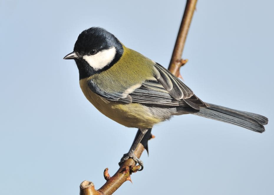 découvrez les mésanges d'automne : couleurs, comportements et conseils pour les observer et les attirer dans votre jardin durant la saison automnale.