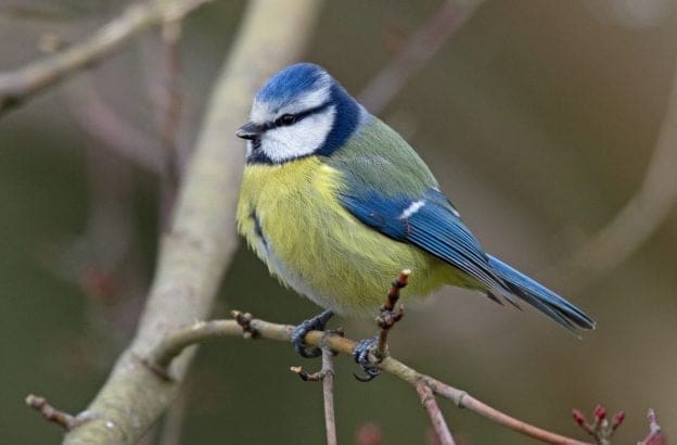 découvrez le monde fascinant des mésanges d'automne : comportements, alimentation et astuces pour les observer ou les attirer dans votre jardin durant la saison automnale.