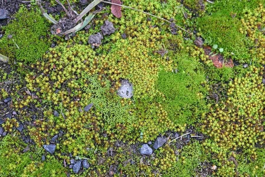 découvrez tout sur les mousses : leurs variétés, caractéristiques, utilisation en décoration ou en jardinage, et conseils pour les entretenir facilement au quotidien.
