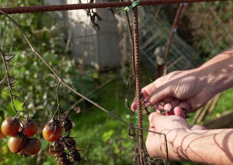 découvrez nos conseils efficaces pour prolonger la récolte de vos tomates et profiter de fruits frais plus longtemps dans votre potager.