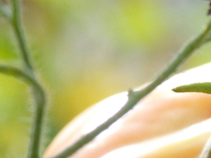découvrez nos conseils pratiques pour prolonger la récolte de vos tomates et profiter plus longtemps de fruits savoureux et frais dans votre jardin ou potager.