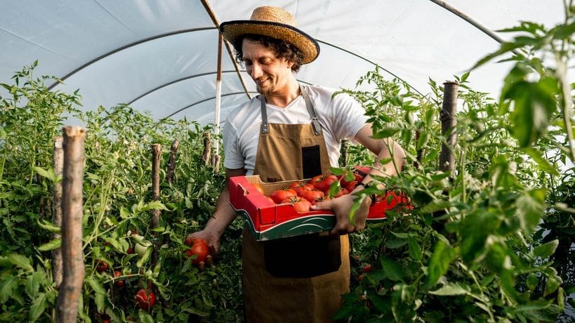 découvrez comment prolonger la récolte de vos tomates grâce à des astuces simples et efficaces pour profiter de fruits savoureux plus longtemps dans votre potager.